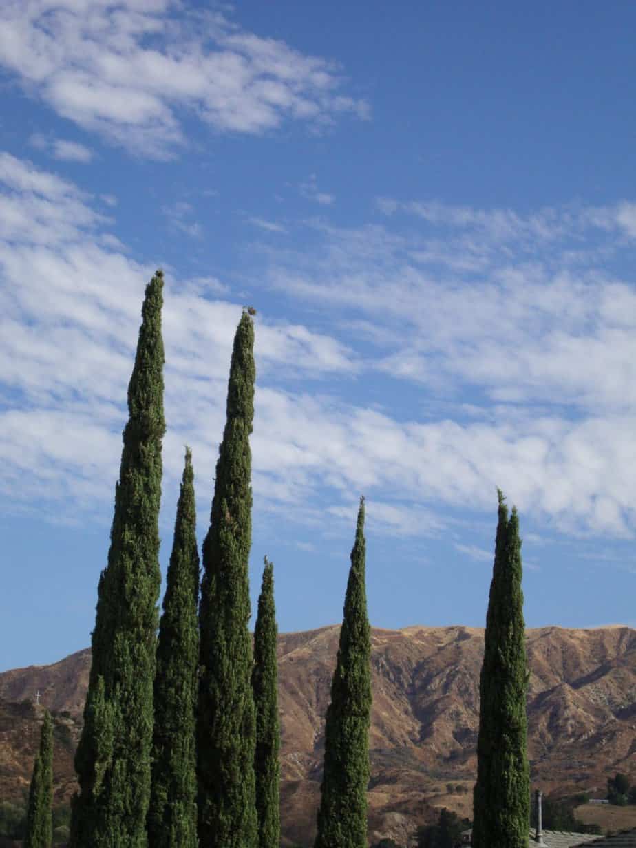 Italian cypress trees