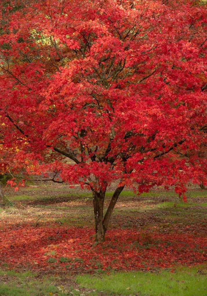 Red maple tree