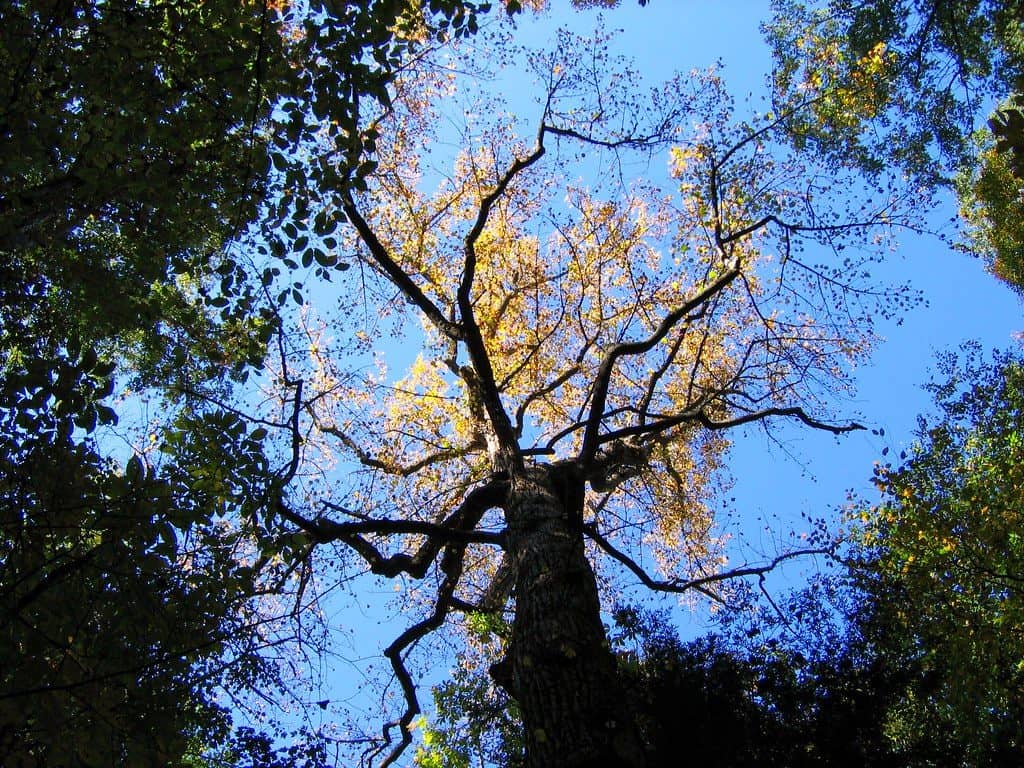 Tulip poplar tree