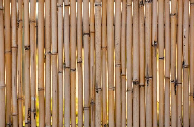 Bamboo fence