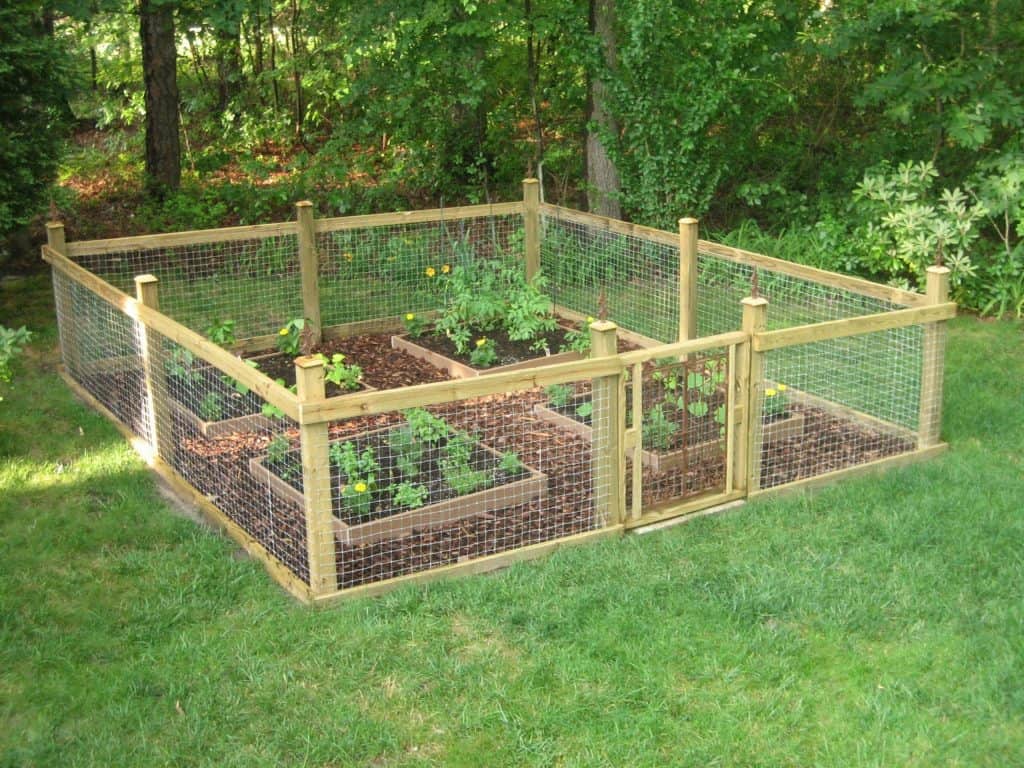 Chicken wire mesh garden fence for vegetable garden