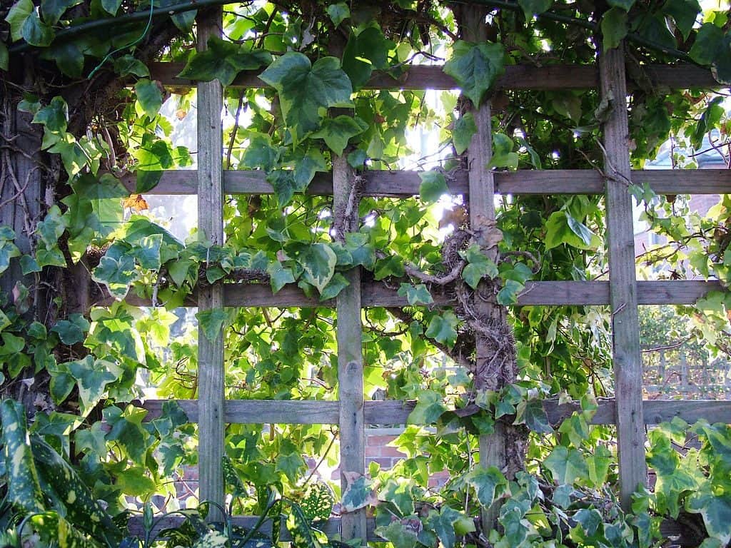 Trellis with climbers