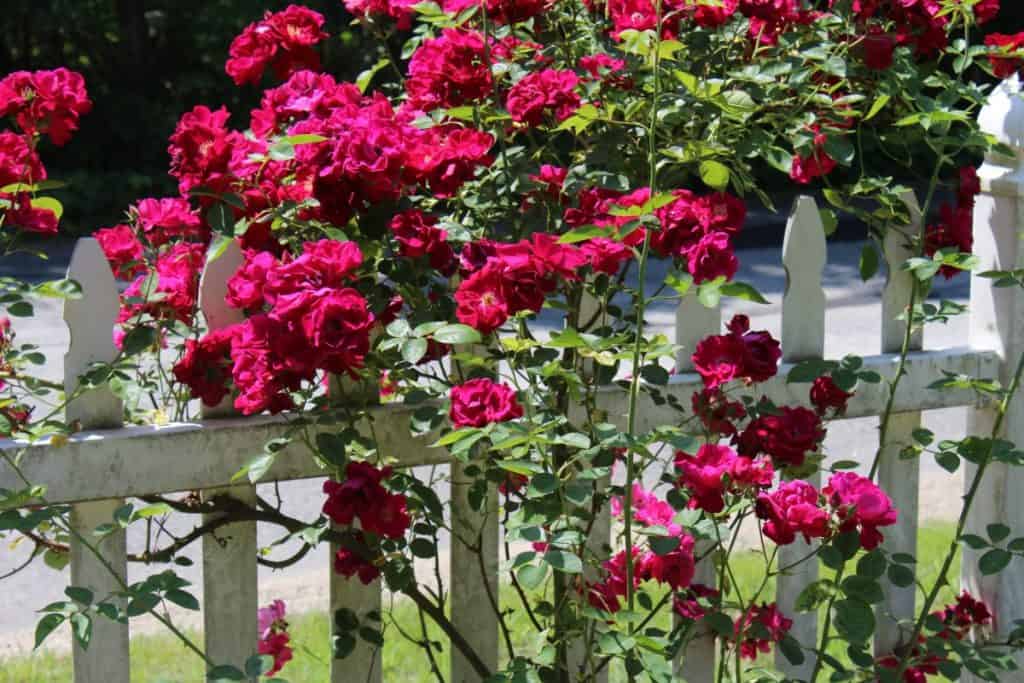 Weathered picket fence with rose climbers
