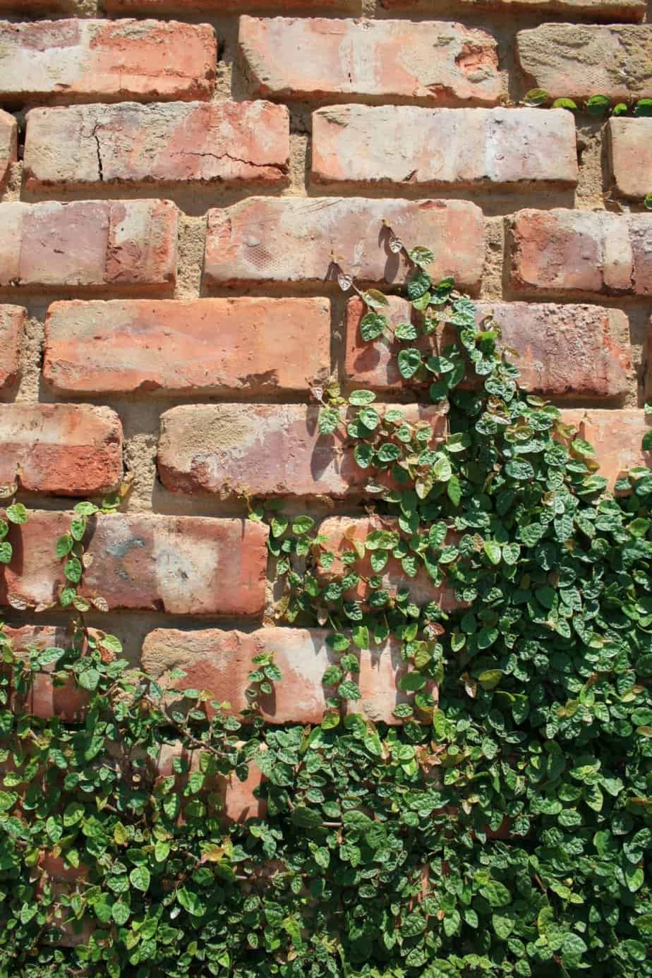 Red brick garden wall with climbers