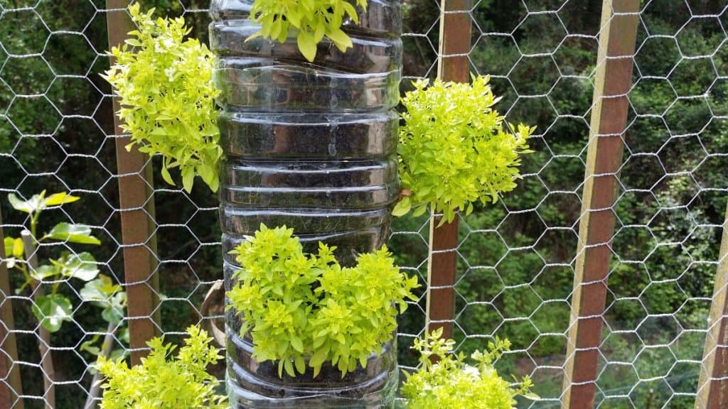 DIY plastic bottle used as a planter