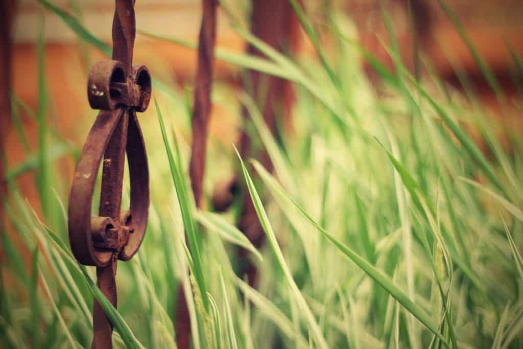 Rusty iron fencing overgrown with ornamental grasses