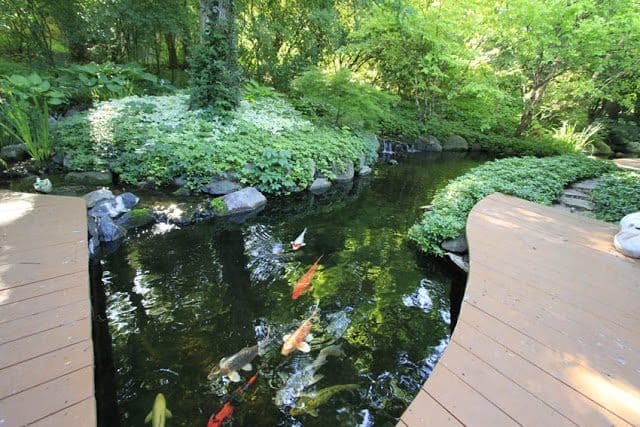 Koi pond from above deck concept