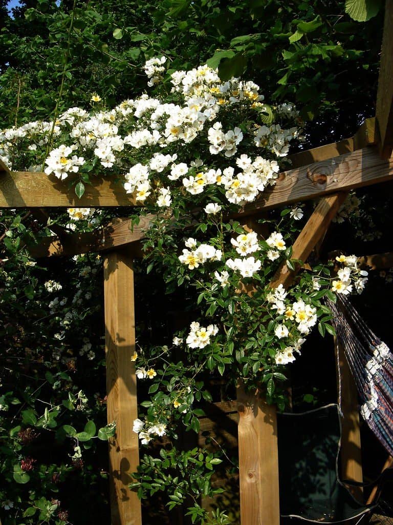 Wooden pergola with white Rose climbers