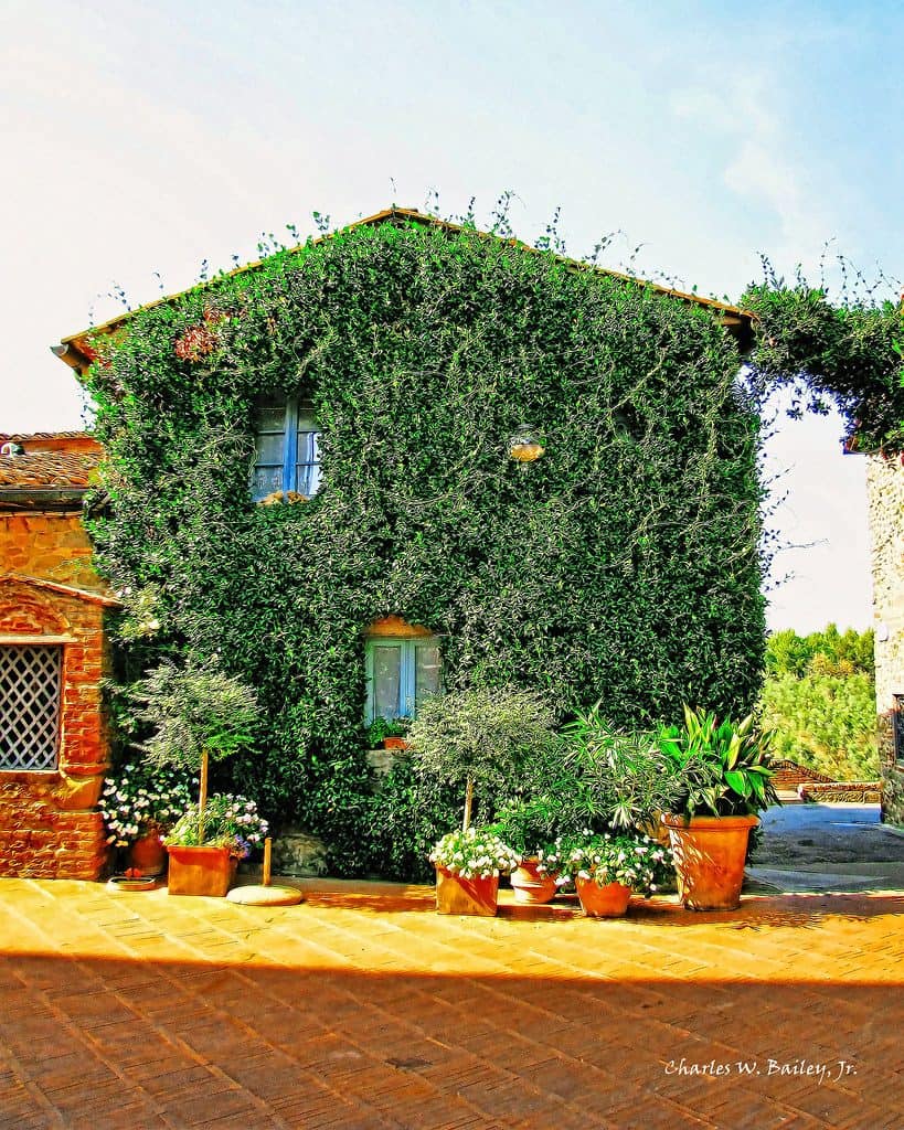 Vine-covered building