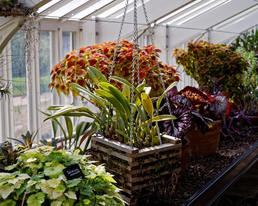 Plants display in a mini greenhouse