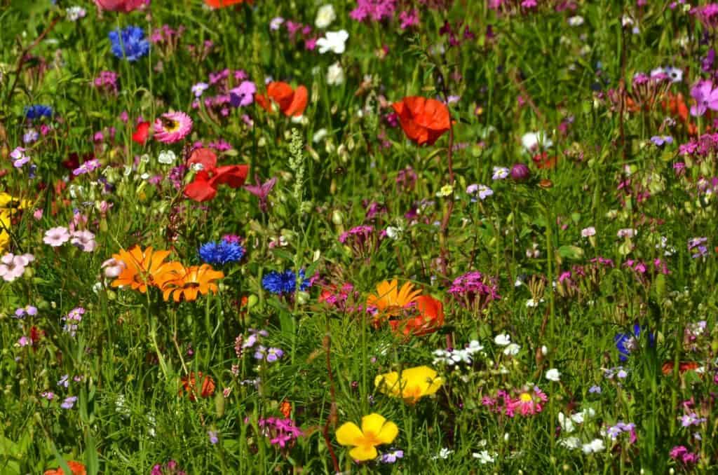 Summer bloom landscape