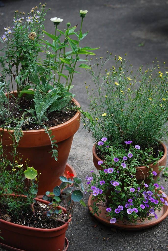 Summer container garden in terracotta pots
