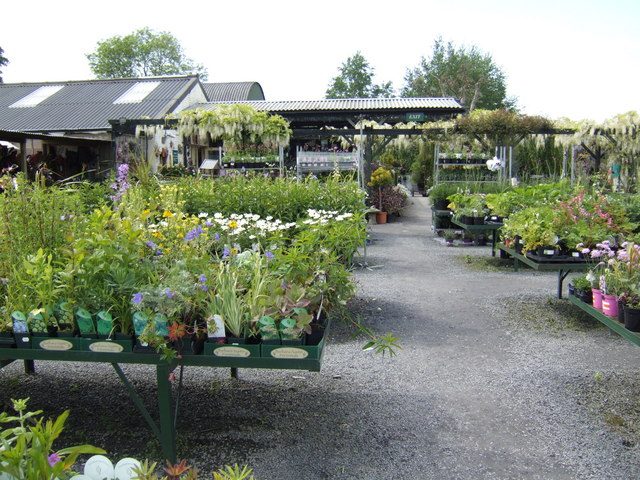 Summer plant store