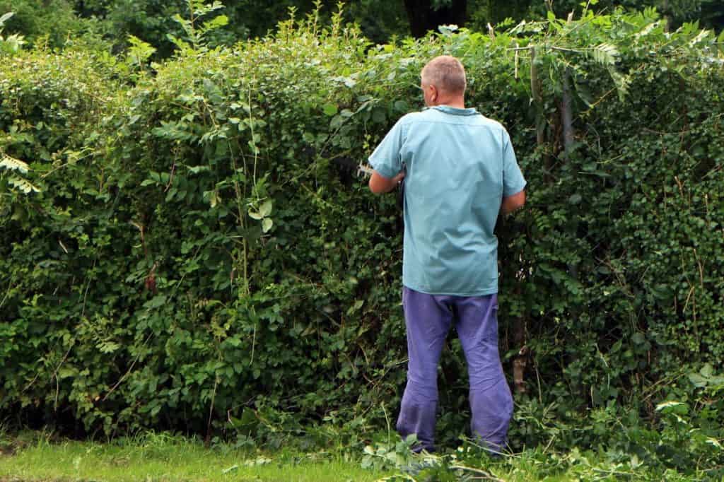 A man pruning shrubs