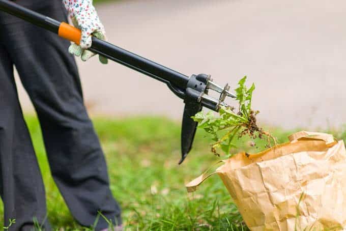 Removing garden weeds