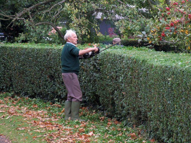 A man trimming the hedges