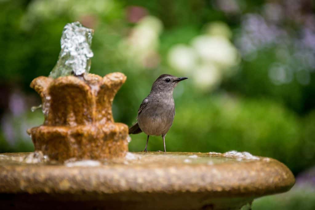 Bird bath to attract birds and wildlife in gardens