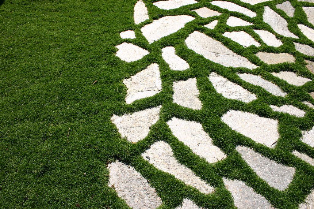 Artificial lawn between pavers