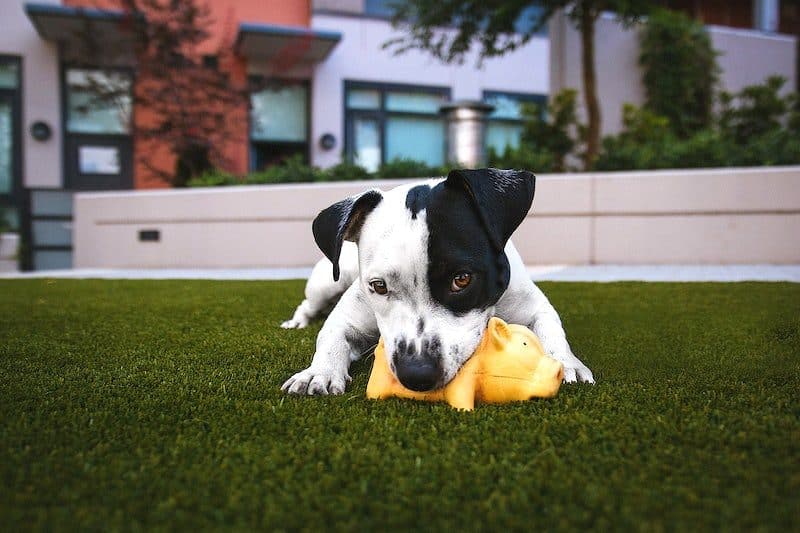 Small puppy playing with yellow toy pig on a faux lawn
