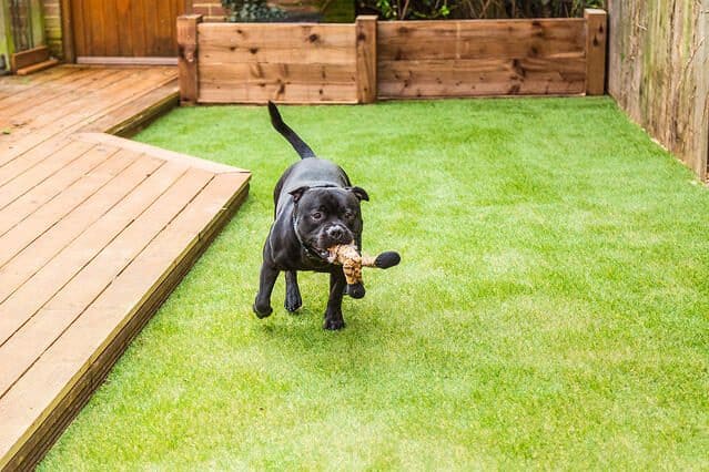 Animal-friendly backyard with artificial lawn