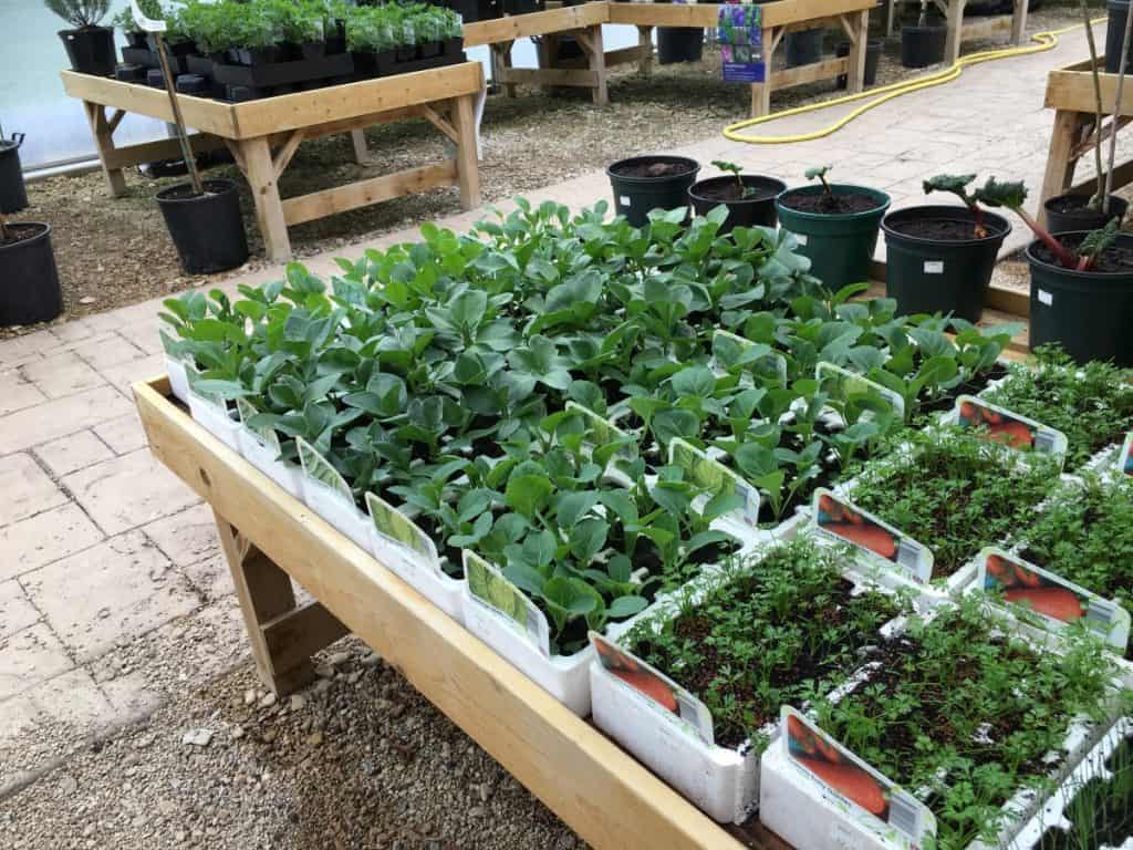 Planting table with variety of potted plants