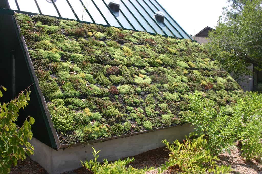 Green roofing