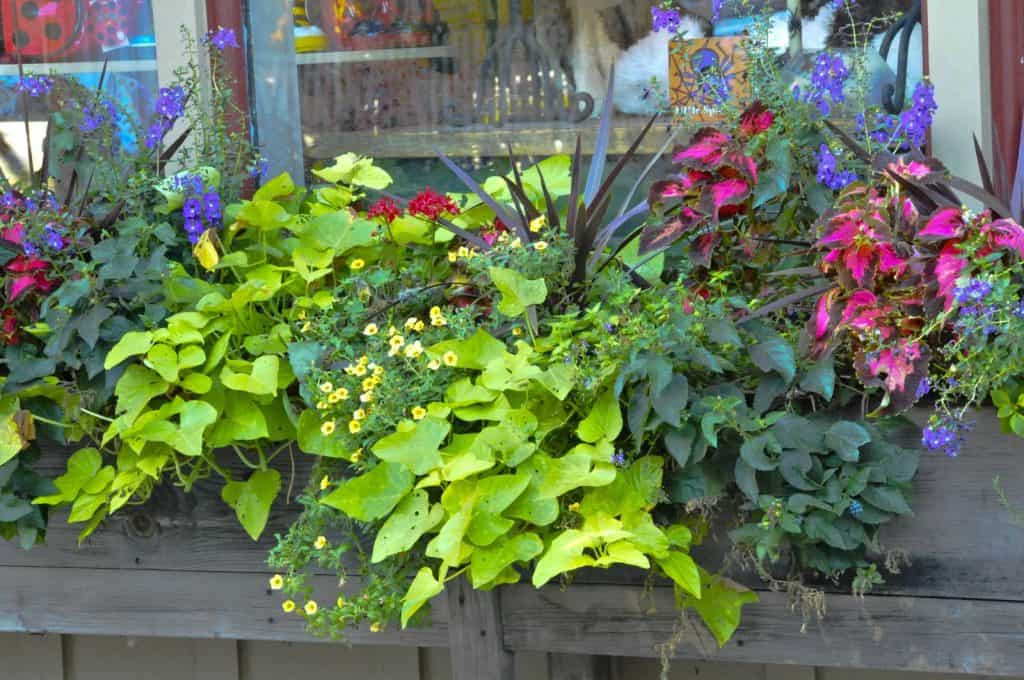 Window box gardening