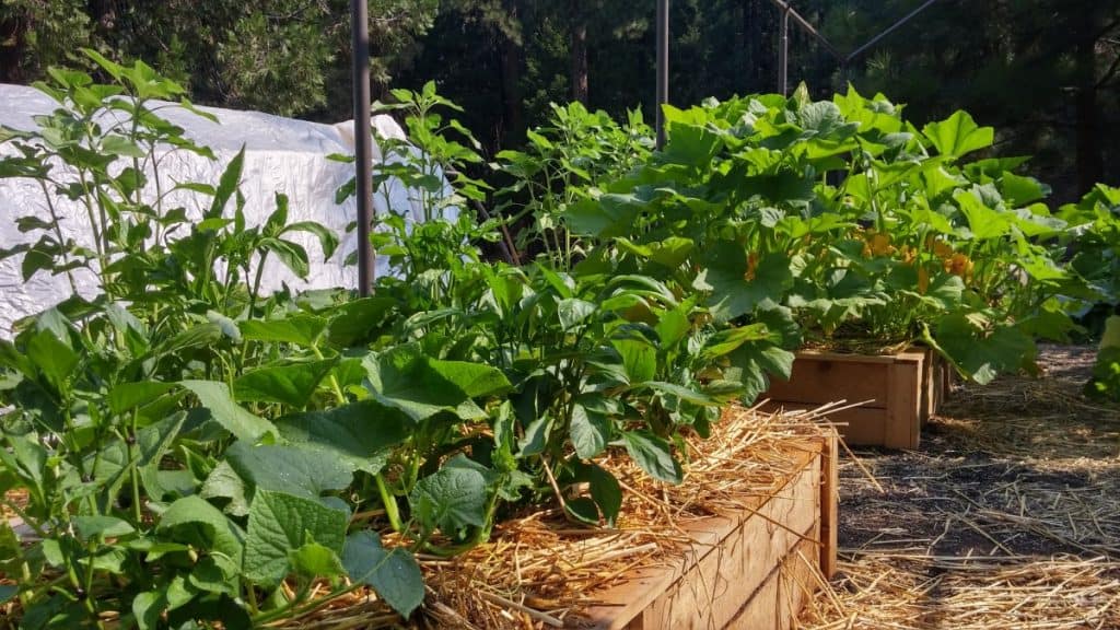 Raised vegetable beds