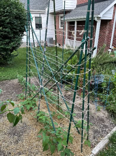 Green beans growing on a trellis.