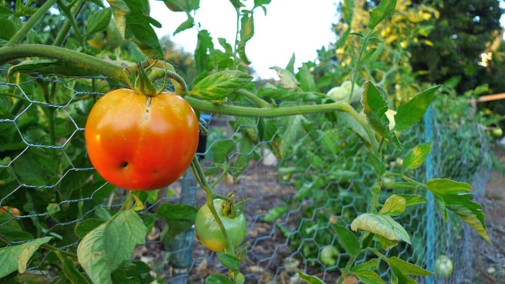 Tomato closeup, tomato garden