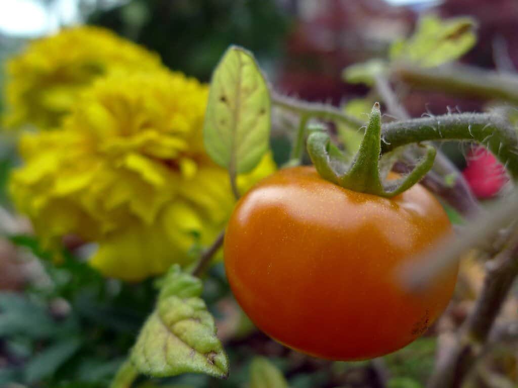 Tomatoes grown next to marigolds as companions.
