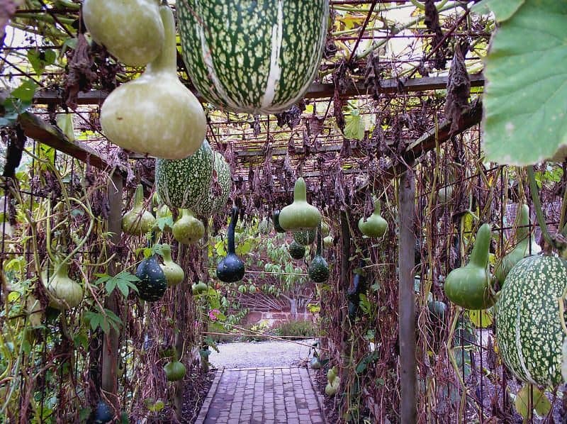 Hanging vegetable garden, assorted of squashes