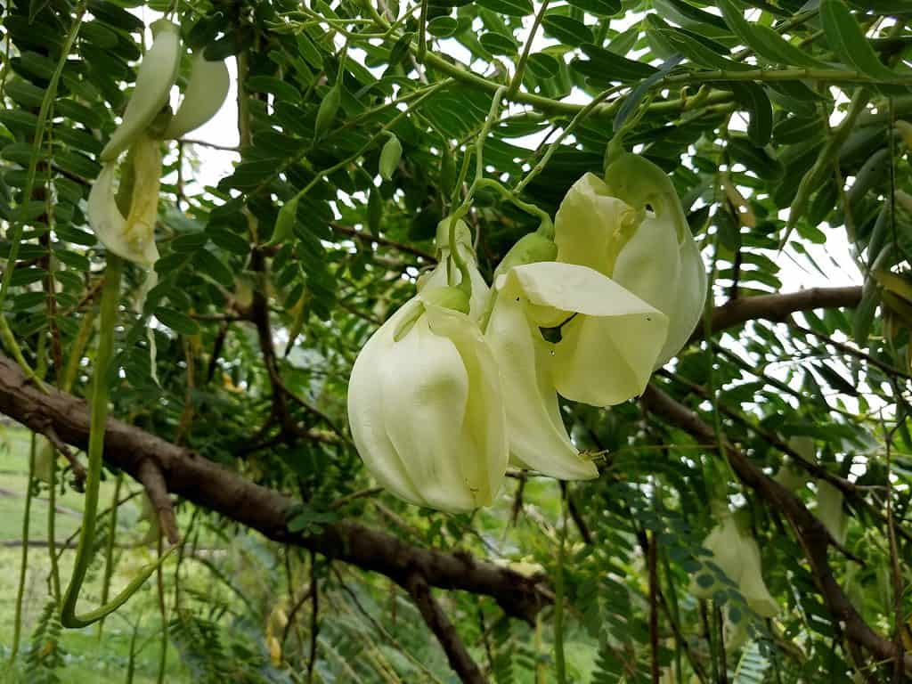 Flowering hanging vegetable