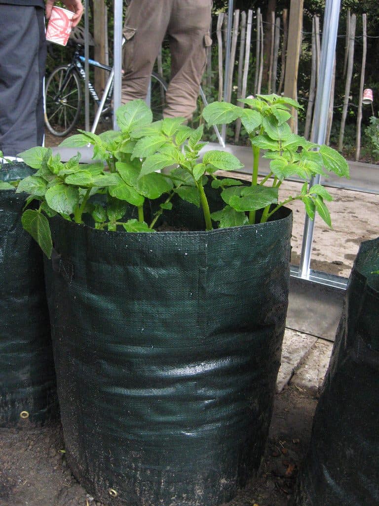 Potatoes growing in grow bags
