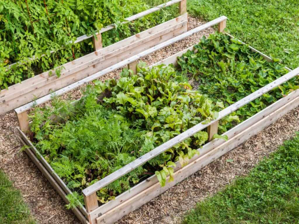 Expended raised garden beds for vegetables