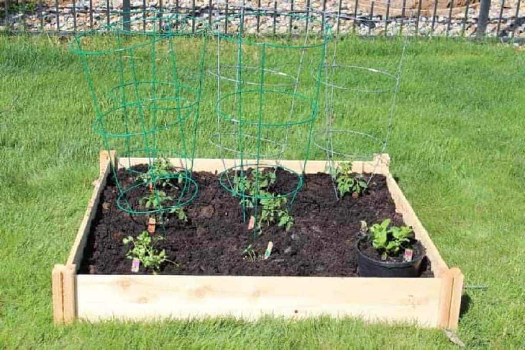 Small single-variety vegetable garden