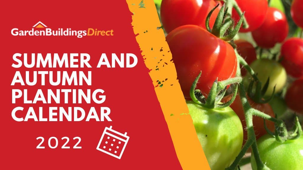 Ripe tomatoes with a red graphic and white text reading "Summer and Autumn Planting Calendar"