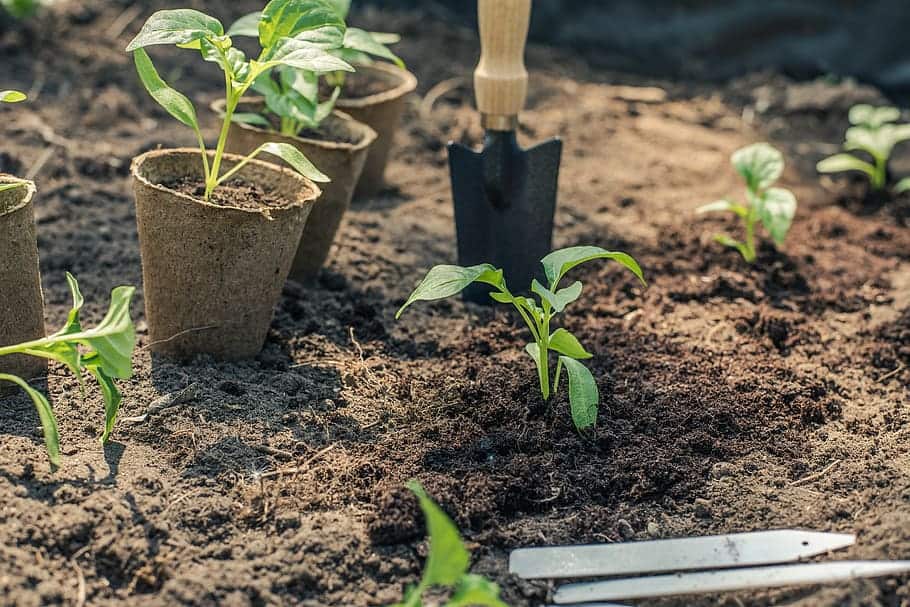 Plants being planted in the garden