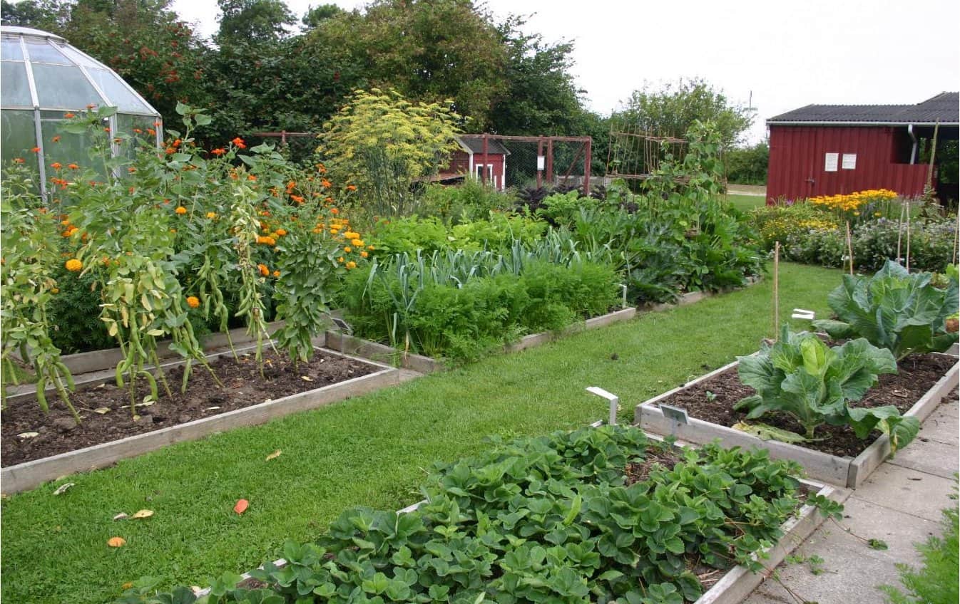 Crop rotation small garden