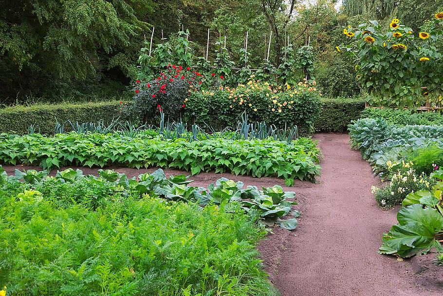 Vegetable garden