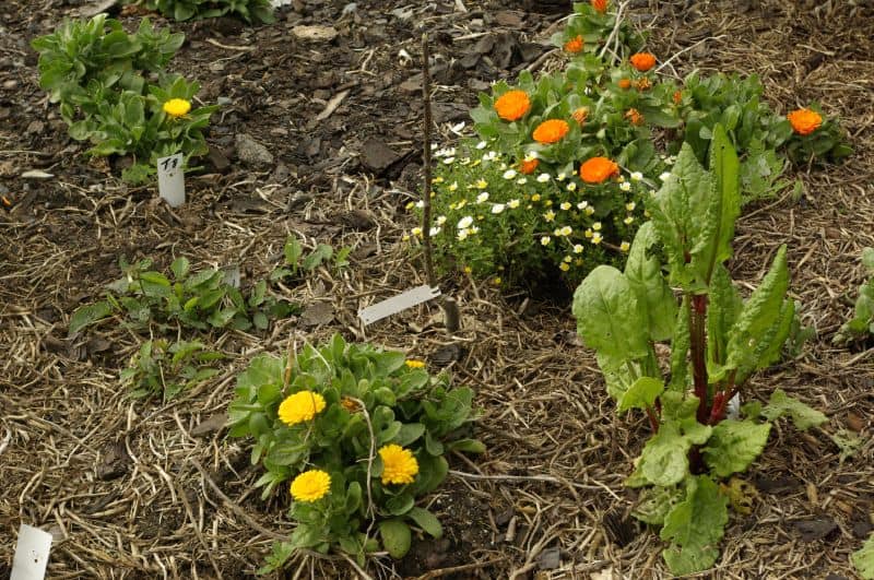 Companion planting