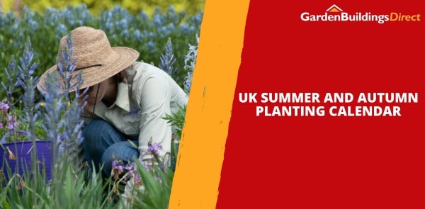 Blooming Success: UK Summer and Autumn Planting Calendar