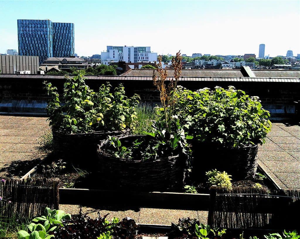 Herb allotment gardening on a rooftop