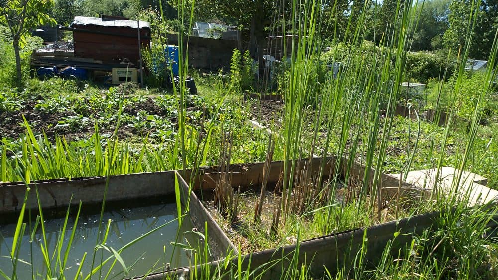 Allotment raised bed with a mini pond