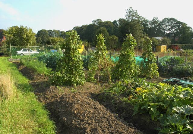 Path between allotment beds