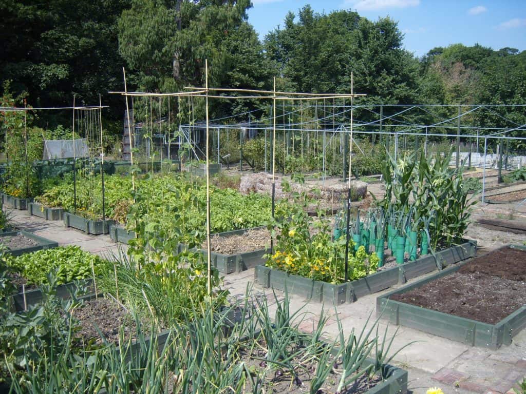 Allotment garden with raised beds and trellises