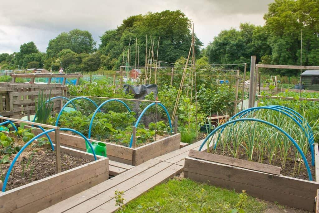 Raised beds for allotment gardening
