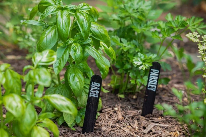 Plant markers for vegetable and herb gardens