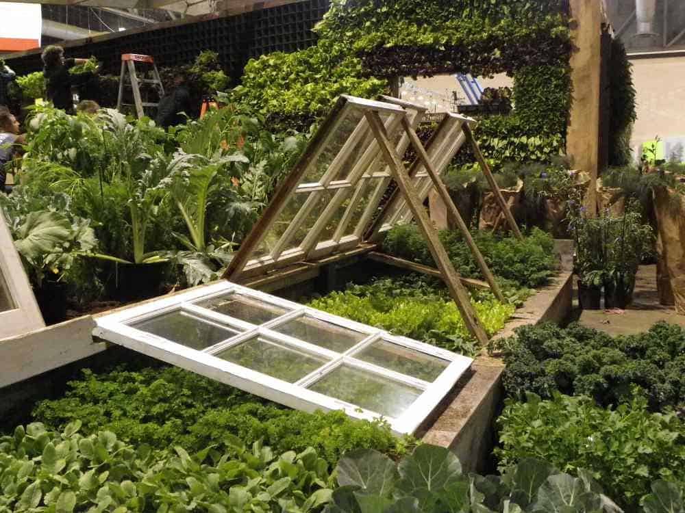 Cold frame vegetable garden