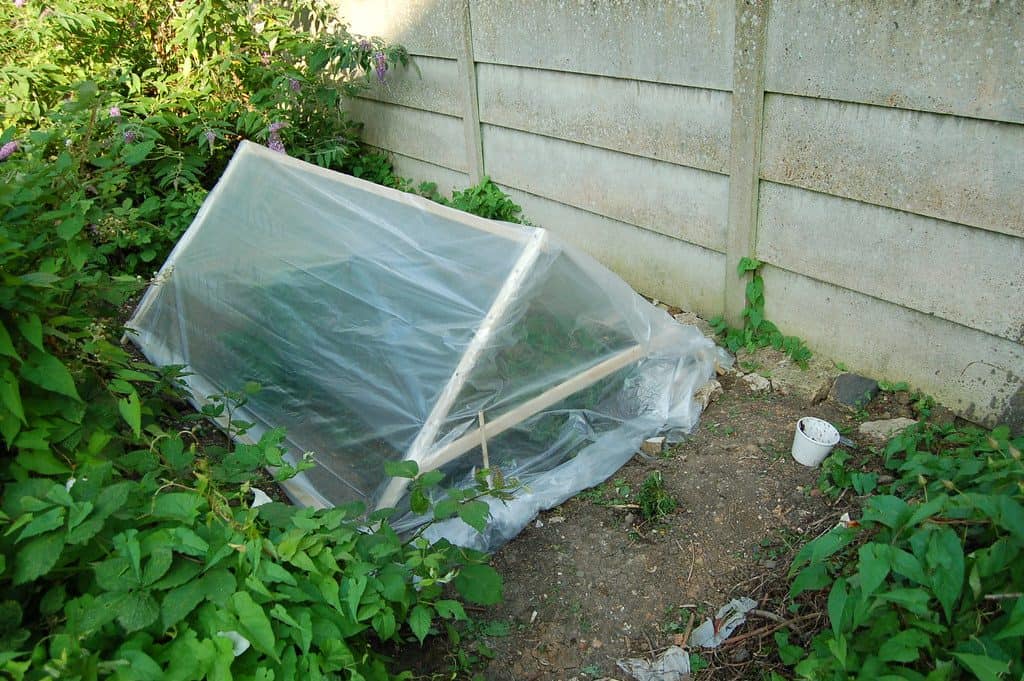 A vegetable garden inside a cloche